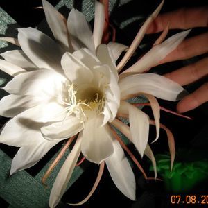 Meet your Posher, Lynn